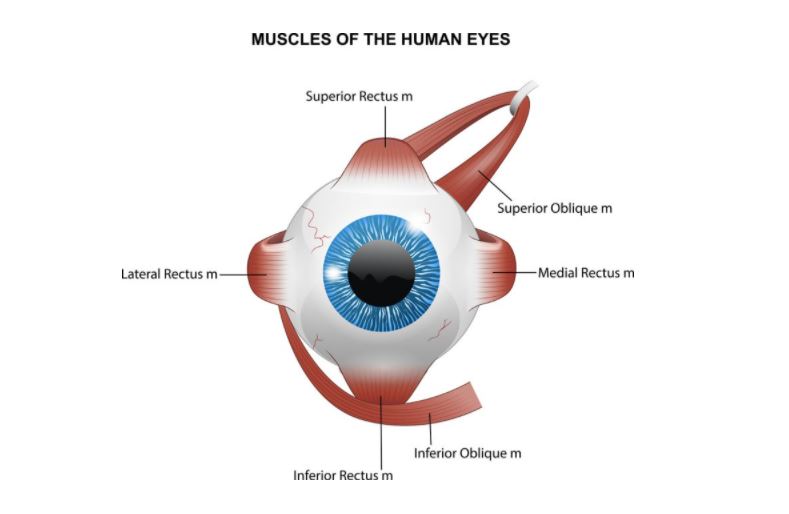 A labelled diagram of the muscles in the human eye