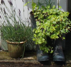 Sue's old wellies repurposed as plant pots