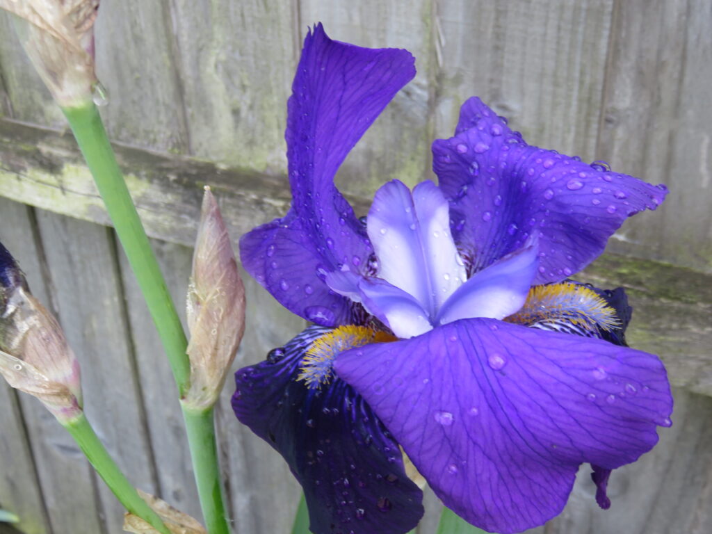 Raindrops on the petals of a purple flag iris.