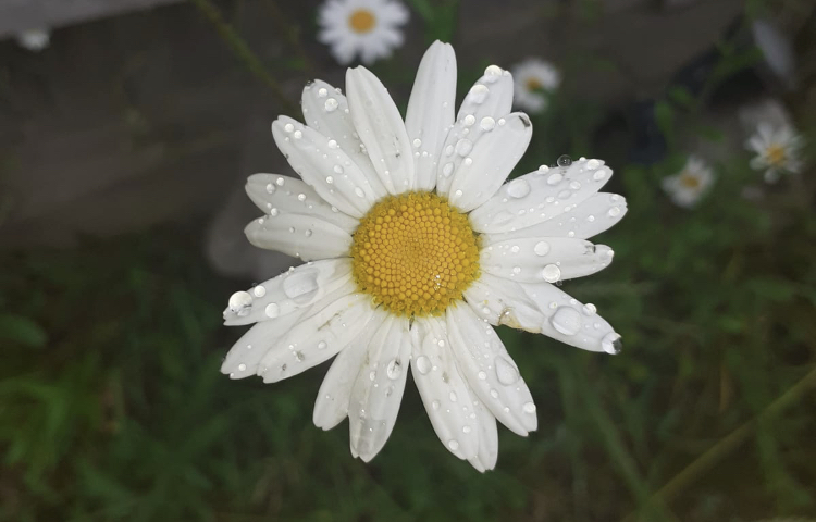 photo of a daisy with raindrops on the petals